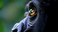 Close-up portrait of primate with striking orange eye and detailed facial features against blurred green background for wildlife photography projects.