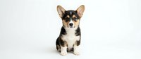 Adorable tricolor Corgi puppy sitting on white background, isolated cute dog with perked ears and fluffy coat for pet designs and marketing materials.