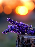 Fresh lavender sprigs on wooden stump at sunset with golden bokeh lights in background, creating romantic atmospheric nature composition.