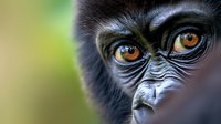 Young primate with expressive amber eyes and detailed facial features in natural habitat setting for wildlife and nature photography projects.