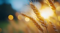Golden wheat ears in sunlight with soft bokeh background, suitable for agriculture, harvest, and food industry marketing materials.