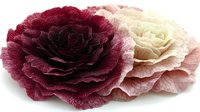 Contrasting burgundy and cream roses with delicate ruffled petals on white background, isolated floral design element for romantic and wedding projects.