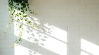 Trailing ivy plant casting dappled shadows on white brick wall, creating natural light and shadow pattern for interior design, botanical, and architectural projects.