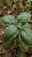 Fresh green plant leaves covered with morning dew droplets in natural garden setting for organic gardening and botanical photography concepts.