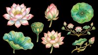 Lotus flowers and lily pads isolated on transparent background, ready for t-shirt design, clipart, stickers, sublimation and print-on-demand products.