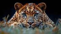 Close-up portrait of leopard with intense blue eyes lying in grass against dark background, showing detailed fur pattern and facial features of wild big cat.