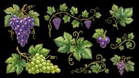 Grape vine clipart set with purple and green grape bunches, leaves, and curling tendrils, isolated on transparent background, ready for t-shirt design, stickers, and print on demand.