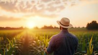 Caucasian male farmer in plaid shirt and hat observing corn field at golden sunset, rear view. Agricultural landscape with dramatic sky and sunlight through crops.