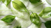 Fresh green leaves with translucent texture arranged on white background creating natural organic pattern. Suitable for wellness, spa and eco-friendly designs.