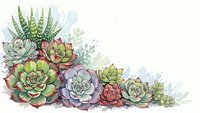 Colorful succulent plants arrangement with green, purple and pink rosettes on white background for botanical design and home decor projects.