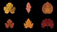 Six autumn leaves in warm red, orange and brown tones, isolated on transparent background. Ready for seasonal clipart, stickers, t-shirt design, and print on demand.