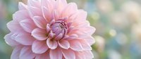 Soft pink dahlia flower in full bloom with delicate layered petals against blurred natural background for spring garden and floral design projects.