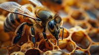 Detailed macro shot of honey bee on honeycomb cells showing intricate wing patterns, body segments and antennae against warm amber background.