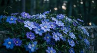 Purple clematis flowers blooming in evening garden with soft bokeh lights creating romantic atmosphere for landscaping and botanical photography.