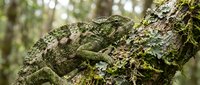 Moss-covered tree bark with lichen growth in natural forest environment showcasing organic textures and green botanical details for nature photography projects.