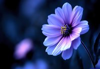 Purple cosmos flower with delicate petals against dark blue background, soft focus macro photography highlighting natural floral beauty and dreamy atmosphere.