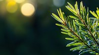 Fresh green pine needles on branch with soft bokeh background in morning sunlight, natural forest environment creates peaceful atmosphere.