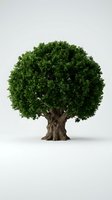Majestic oak tree with lush green canopy isolated on white background for environmental and nature design projects.
