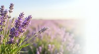 Lavender flowers blooming in field with soft sunlight creating dreamy atmosphere for aromatherapy and natural wellness concepts.
