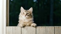 Fluffy long-haired tabby cat with alert expression perched on wooden fence, looking directly at camera with green eyes outdoors.