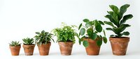 Six potted houseplants arranged in ascending size order in terracotta pots, isolated on white background, showcasing indoor plant growth stages.