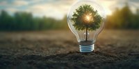Green tree growing inside light bulb on soil with sunset background, symbolizing renewable energy, sustainability, and environmental conservation.