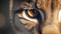 Close-up of lion's amber eye with detailed fur texture and intense gaze against dark background, showcasing wildlife majesty and predator characteristics.