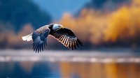 Majestic bald eagle soars over tranquil lake with wings spread wide against autumn landscape, dramatic lighting creates ethereal mood in wilderness setting.