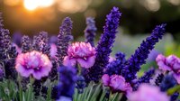 Purple lavender spikes and pink carnation flowers in garden at sunset with soft bokeh background, creating romantic summer nature composition.