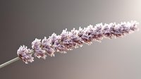 Delicate lavender flower spike with soft purple buds and white blossoms against blurred neutral background, perfect for wellness, aromatherapy, and natural cosmetic designs.