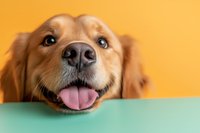 Happy Golden Retriever dog with tongue out peeking over mint green surface against orange background, close-up portrait showing playful expression and bright eyes.