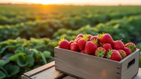 Fresh ripe strawberries in wooden crate at sunset on farm field. Organic berry harvest concept for healthy eating and agricultural produce marketing.