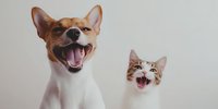 Laughing dog and cat together showing joy and friendship, white basenji type dog and tabby kitten expressing happiness with open mouths against light background.