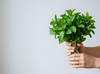 Fresh mint bunch held in hand against white background, ready for culinary use, beverages, or herbal applications.