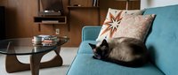Black cat resting on turquoise sofa with decorative pillows in modern living room with wooden shelving and coffee table.
