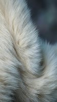Close-up macro shot of soft white and gray animal fur texture with natural light creating depth and warmth for cozy winter design projects.