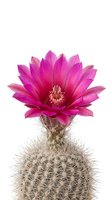 Vibrant magenta cactus flower blooming atop spiny succulent plant isolated on white background, suitable for botanical designs and nature-themed projects.