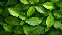 Fresh green leaves creating natural pattern background, organic foliage texture with visible veins and varied shades of green for nature and environmental designs.