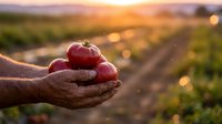 Farmer hands holding fresh ripe tomatoes at sunset in agricultural field with warm golden light and blurred vineyard rows in background.
