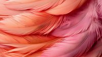 Soft coral and pink feathers in macro view creating gentle layered texture with delicate details and light shadows, abstract natural background for design projects.