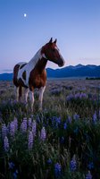 Paint horse standing in lupine wildflower field at twilight with crescent moon and mountain backdrop for western ranch lifestyle photography.
