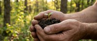 Young seedling with soil held in male hands outdoors, symbolizing environmental conservation, sustainable growth, and ecological responsibility in nature.
