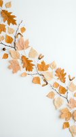 Autumn leaves and branches arranged on white background with copy space for seasonal design projects and fall decorations.