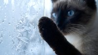Close-up of a black and white cat with blue eyes touching a frosted window pane with its paw, curious about winter frost patterns and cold weather outdoors.