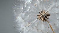 Delicate dandelion seeds float away on gray background, macro photography capturing light and movement in ethereal white seedhead detail.