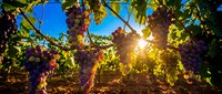 Ripe grape clusters hang from vines in vineyard during golden hour harvest season with warm sunlight filtering through foliage and leaves overhead.