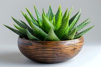 Fresh aloe vera plant with water droplets in wooden bowl against light background, perfect for wellness, spa, natural cosmetics and healthy lifestyle concepts.