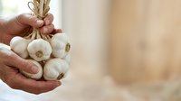 Fresh garlic bulbs held in male hands with tied stems, ready for cooking or storage in kitchen settings.