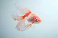 Graceful red and white goldfish swimming with flowing fins and translucent tail against light blue background, captured in elegant side profile motion.