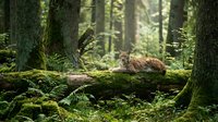 Wild lynx resting on moss-covered fallen log in dense green forest habitat with ferns and tall trees creating natural woodland scene.
